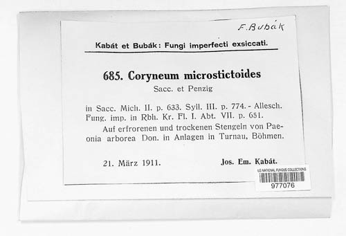 Coryneum microstictoides image